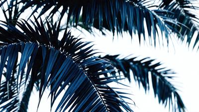 The primary subject of the image is a close-up of a palm tree. The setting is a tropical environment, with the palm tree being the main focus of the image. The visual style is a black and white photo, which adds a classic and timeless feel to the scene. The dominant colors are shades of blue and green, which are often associated with tropical environments and palm trees. The overall atmosphere of the image is serene and peaceful, as it captures the beauty of nature in a simple yet striking way.