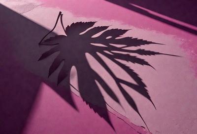 The primary subject of the image is a large, leaf-shaped shadow cast on a pink surface. The shadow is the main object, scene, or focus of the image. The setting is a pink background, which adds a vibrant and warm atmosphere to the scene. The visual style is a combination of photo and digital art, as the shadow appears to be a digital manipulation of a photograph. The colors and mood of the image are predominantly pink, creating a sense of warmth and softness.