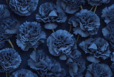 The primary subject of the image is a large group of blue flowers, which are the main objects in the scene. The flowers are arranged in a pattern, creating a visually appealing and harmonious display. The setting is a dark blue background, which contrasts with the vibrant blue flowers, adding depth and emphasizing the beauty of the flowers. The visual style of the image is a combination of photo and digital art, resulting in a high-quality and detailed representation of the flowers. The colors and mood of the image are