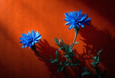 The primary subject of the image is a close-up of two blue flowers, possibly daisies, with long stems. They are placed against a vibrant orange wall, creating a striking contrast between the flowers and the background. The visual style of the image appears to be a photo, capturing the beauty of the flowers in their natural setting. The colors and mood of the image are predominantly blue and orange, with the blue flowers adding a touch of freshness and the orange wall evoking warmth and energy.