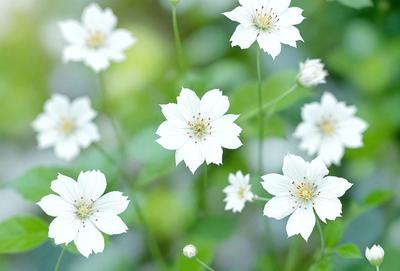 The primary subject of the image is a group of white flowers, which are the main objects in the scene. The flowers are set against a backdrop of green leaves, creating a natural and vibrant atmosphere. The visual style of the image is a close-up of the flowers, showcasing their details and beauty. The colors in the image are predominantly white and green, giving the scene a fresh and lively mood.