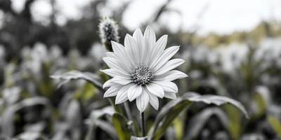 The primary subject of the image is a white flower with a yellow center, sitting in a field of green plants. The setting is a garden, and the visual style is a close-up of the flower. The dominant colors are white and green, creating a serene and natural atmosphere.