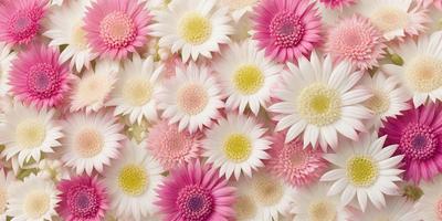 The primary subject of the image is a close-up of a flower, which is a white and pink daisy. The setting is a white background, and the visual style is a photo. The dominant colors in the image are white and pink, creating a bright and cheerful atmosphere.