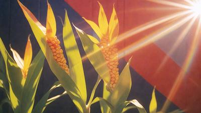The primary subject of the image is a close-up of a yellow flower, possibly a sunflower, with its petals open. The setting is a sunny day, and the visual style appears to be a photo. The dominant colors in the image are yellow and orange, creating a warm and vibrant atmosphere.