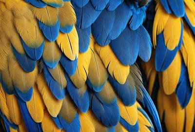 The primary subject of the image is a close-up of a blue and yellow bird with a blue and yellow wing. The bird is the main focus of the image, and its vibrant colors create a lively and energetic atmosphere. The setting is a natural environment, with the bird perched on a branch. The visual style of the image is a close-up, which emphasizes the bird's details and colors.