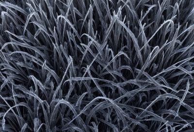 The primary subject of the image is a close-up of a grassy field with a frosty, icy appearance. The setting is a black and white photo, giving it a classic and timeless feel. The visual style is a blend of nature and art, as the frosty grass creates a unique and captivating pattern. The colors and mood of the image are predominantly black and white, with a hint of frosty blue, creating a sense of coldness and stillness.