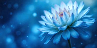 The primary subject of the image is a large, blue flower with white petals. The flower is the main focus of the image, and it is set against a blue background. The visual style of the image is a close-up of the flower, showcasing its details and beauty. The dominant colors in the image are blue and white, creating a serene and calming atmosphere.