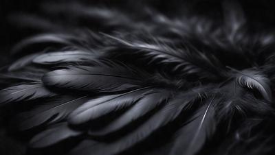 The primary subject of the image is a close-up of a black bird's wing. The setting is a dark background, which emphasizes the bird's wing. The visual style is a black and white photo, giving the image a classic and timeless appearance. The dominant colors are black and white, creating a moody and dramatic atmosphere.