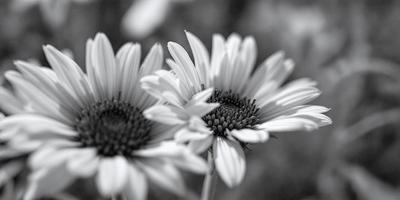 The primary subject of the image is a close-up of two white flowers with black centers. The flowers are positioned in the foreground, and their petals are in focus, creating a visually appealing composition. The setting is a garden, with the flowers blooming in the sunlight. The visual style is a black and white photograph, which adds a timeless and classic feel to the image. The colors and mood of the image are predominantly black and white, with the flowers serving as the main focal point