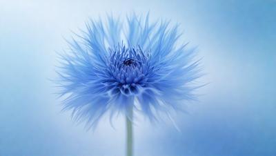 The primary subject of the image is a blue flower with a purple center, which is the main focus of the image. The setting is a white background, which provides a clean and minimalistic environment for the flower. The visual style of the image is a close-up of the flower, showcasing its details and beauty. The dominant colors in the image are blue and purple, creating a calm and serene atmosphere.