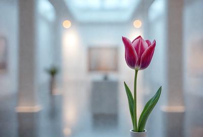 The primary subject of the image is a single pink tulip flower, which is placed in a white vase. The setting is a room with a white wall, and the visual style appears to be a photo. The dominant colors in the image are pink and white, creating a calm and serene atmosphere.