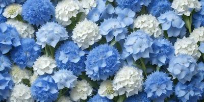 The primary subject of the image is a close-up of a blue flower, possibly a hydrangea, with a white center. The setting is a blue background, which creates a striking contrast with the flower. The visual style appears to be a photo, capturing the beauty of the blue and white flower. The colors and mood of the image are predominantly blue and white, giving it a serene and calming atmosphere.