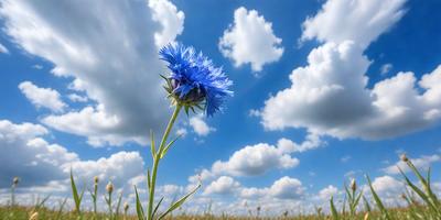 The primary subject of the image is a single blue flower, which is the main focus of the scene. The setting is a field with a blue sky in the background, creating a serene and peaceful atmosphere. The visual style of the image is a photo, capturing the beauty of the flower in its natural environment. The dominant colors in the image are blue and white, with the blue flower standing out against the blue sky.