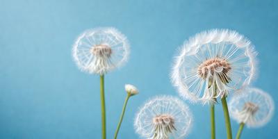 The primary subject of the image is a group of dandelions, with three of them being clearly visible and one partially obscured. The setting is a blue background, which adds a sense of depth and contrast to the scene. The visual style is a close-up of the dandelions, showcasing their delicate petals and intricate details. The colors are predominantly white and yellow, giving the image a natural and serene atmosphere.