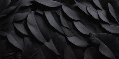 The primary subject of the image is a close-up of a black and white feather. The setting is a black background, which creates a striking contrast with the feather. The visual style is a black and white photo, giving the image a classic and timeless appearance. The dominant colors are black and white, with the feather being the main focus of the image. The overall atmosphere is elegant and sophisticated.