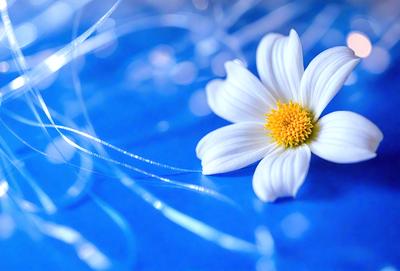 The primary subject of the image is a white flower with a yellow center, sitting on a blue surface. The setting appears to be a water surface, possibly a pool or a lake. The visual style of the image is a close-up of the flower, showcasing its details and beauty. The dominant colors in the image are blue and white, creating a serene and calming atmosphere.