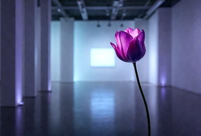 The primary subject of the image is a single purple flower, which is the main focus of the scene. The setting is a room with a white wall, and the visual style appears to be a photo. The dominant colors in the image are purple and white, creating a calm and serene atmosphere.