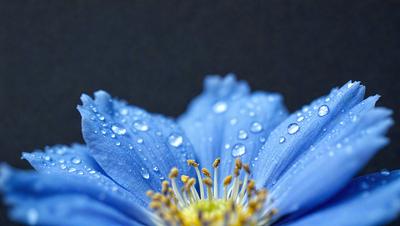 The primary subject of the image is a blue flower with a yellow center, surrounded by water droplets. The setting is a dark background, which contrasts with the bright blue flower. The visual style is a close-up of the flower, showcasing its details. The colors and mood of the image are serene and calming, with the blue flower and water droplets creating a peaceful atmosphere.