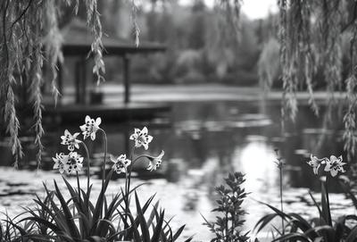 Primary subject: Flowers
Setting/background: A pond
Visual style: Photo
Colors and mood: Black and white