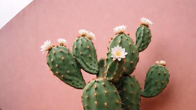 The primary subject of the image is a cactus plant with white flowers. The setting is a pink background, which adds a vibrant and warm atmosphere to the scene. The visual style is a close-up of the cactus, showcasing its unique features and details. The colors and mood of the image are predominantly pink and warm, creating a sense of freshness and natural beauty.