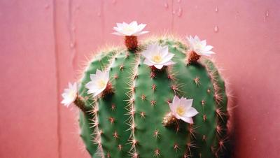 The primary subject of the image is a cactus with white flowers on it. The cactus is located in a pink setting, which adds a vibrant and warm atmosphere to the scene. The visual style of the image is a close-up, which emphasizes the details of the cactus and its flowers. The colors and mood of the image are predominantly pink, which creates a sense of freshness and natural beauty.
