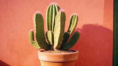 The primary subject of the image is a cactus plant, which is placed in a brown pot. The cactus is surrounded by a dirt mixture, and it is positioned on a red wall. The setting appears to be a home or garden environment, and the visual style is a close-up of the cactus plant. The colors in the image are predominantly red and brown, creating a warm and natural atmosphere.