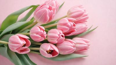 The primary subject of the image is a bouquet of pink tulips. The setting is a pink background, which adds a warm and vibrant atmosphere to the scene. The visual style is a close-up of the flowers, showcasing their details and beauty. The colors and mood of the image are predominantly pink, creating a sense of freshness and elegance.