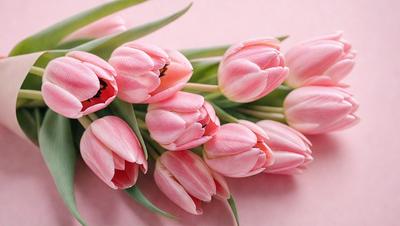 The primary subject of the image is a bouquet of pink tulips. The setting is a pink background, which adds a warm and vibrant atmosphere to the scene. The visual style is a close-up of the flowers, showcasing their details and beauty. The colors and mood of the image are predominantly pink, creating a sense of freshness and elegance.
