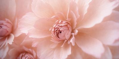 The primary subject of the image is a large, pink flower with a white center. The flower is the main focus of the image, and it is set against a pink background. The visual style of the image is a close-up of the flower, showcasing its details and beauty. The dominant colors in the image are pink and white, creating a soft and delicate atmosphere.