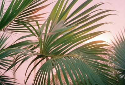 The image features a close-up of a palm tree with its leaves. The tree is located in front of a pink background, creating a visually appealing contrast. The palm tree's leaves are green, and the overall atmosphere of the image is serene and tropical.