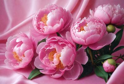 The primary subject of the image is a bouquet of pink flowers. The flowers are arranged in a vase, creating a beautiful and elegant display. The setting is a pink background, which complements the color of the flowers. The visual style of the image is a photo, capturing the details and beauty of the flowers. The colors and mood of the image are predominantly pink, creating a warm and inviting atmosphere.