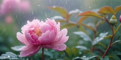 The primary subject of the image is a pink flower with a yellow center, sitting in a garden setting. The flower is surrounded by green leaves, and it appears to be raining, as evidenced by the rain drops on the leaves. The visual style of the image is a photo, capturing the beauty of the flower in its natural environment. The colors and mood of the image are predominantly pink and green, creating a serene and calming atmosphere.