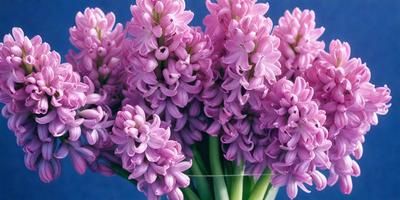 The primary subject of the image is a bouquet of purple flowers. The flowers are arranged in a vase, which is placed on a blue surface. The visual style of the image is a close-up of the flowers, showcasing their purple hue and details. The colors and mood of the image are predominantly purple, creating a serene and calming atmosphere.