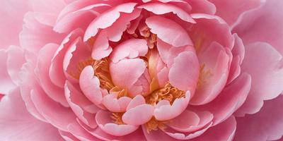 The primary subject of the image is a pink flower with a yellow center, which is the main focus of the image. The setting is a close-up of the flower, showcasing its details. The visual style is a realistic representation of the flower, with no indication of it being a photo, digital art, illustration, drawing, pattern, texture, or clipart. The dominant colors are pink and yellow, creating a warm and vibrant atmosphere.