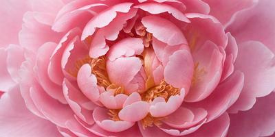 The primary subject of the image is a pink flower with a yellow center, which is the main focus of the image. The setting is a close-up of the flower, showcasing its details. The visual style is a realistic representation of the flower, with no indication of it being a photo, digital art, illustration, drawing, pattern, texture, or clipart. The dominant colors are pink and yellow, creating a warm and vibrant atmosphere.