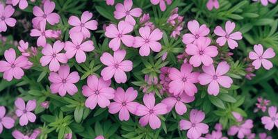 The primary subject of the image is a field of pink flowers, with a variety of different types of flowers. The setting is a garden, and the visual style is a close-up of the flowers. The colors and mood of the image are predominantly pink, creating a warm and inviting atmosphere.