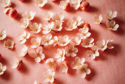 The primary subject of the image is a pink surface with a large number of white flowers scattered across it. The flowers are of various sizes and are spread out across the surface, creating a visually appealing and lively scene. The setting appears to be a natural environment, with the flowers possibly being cherry blossoms. The visual style of the image is a close-up of the flowers on the pink surface, showcasing the details and beauty of the flowers. The colors and mood of the image are predominantly