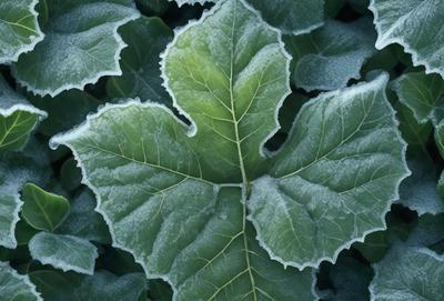 The primary subject of the image is a leaf with frost on it, which is the main object, scene, or focus of the image. The leaf is surrounded by a green background, indicating that it is part of a plant. The visual style of the image is a photo, capturing the leaf in its natural environment. The colors and mood of the image are predominantly green, with the frost adding a touch of coldness and wintery atmosphere.