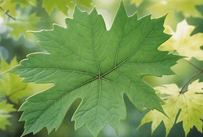 The primary subject of the image is a large green leaf, which is the main object, scene, or focus of the image. The leaf is prominently displayed in the foreground, covering a significant portion of the image. The setting or background consists of a tree, which is visible in the background. The visual style of the image is a close-up of the leaf, showcasing its intricate details. The colors and mood of the image are predominantly green, with a natural and serene atmosphere.