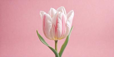 The primary subject of the image is a single pink and white tulip flower. The setting is a pink background, which creates a visually appealing contrast with the flower. The visual style is a close-up of the flower, showcasing its details. The colors and mood of the image are predominantly pink and white, giving it a delicate and elegant appearance.