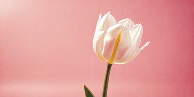The primary subject of the image is a single white tulip flower. The setting is a pink background, which creates a contrasting and visually appealing environment. The visual style of the image is a close-up of the flower, showcasing its details and beauty. The colors in the image are predominantly white and pink, creating a serene and elegant atmosphere.