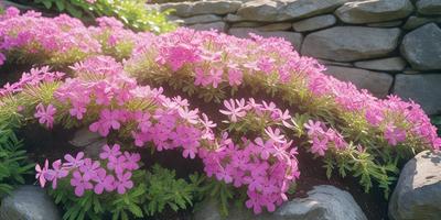 The primary subject of the image is a beautiful arrangement of pink flowers in a garden setting. The flowers are arranged in a visually appealing manner, creating a sense of harmony and tranquility. The setting includes a rock wall, which adds a natural and rustic touch to the scene. The visual style of the image is a close-up of the flowers, allowing the viewer to appreciate the intricate details of the petals and stems. The colors and mood of the image are predominantly pink, which