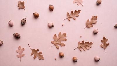 The primary subject of the image is a pink surface with a variety of leaves and nuts scattered across it. The leaves are in different shapes and sizes, and they are spread out across the surface. The nuts are also scattered around, adding to the overall visual appeal of the scene. The setting appears to be a natural environment, with the leaves and nuts possibly being part of a still life arrangement. The visual style of the image is a close-up of the leaves and nuts, showcasing their details and textures.