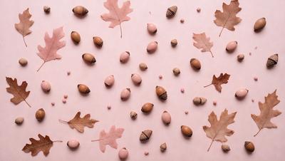 The primary subject of the image is a collection of nuts, leaves, and acorns. The setting is a pink surface, which serves as the background. The visual style is a close-up of the nuts, leaves, and acorns, showcasing their details. The colors and mood of the image are predominantly pink, which gives it a warm and inviting atmosphere.