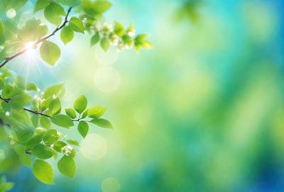 Primary subject: Green leaves and branches
Setting/background: A bright, sunny day with green leaves and branches
Visual style: A photo of green leaves and branches
Colors and mood: The image is bright and lively, with the green leaves and branches creating a natural and serene atmosphere.