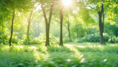 The primary subject of the image is a lush green forest with trees and sunlight. The setting is a grassy area with trees and sunlight shining through the trees. The visual style is a photo of a forest with sunlight shining through the trees. The colors and mood are lush, green, and serene, creating a peaceful and natural atmosphere.