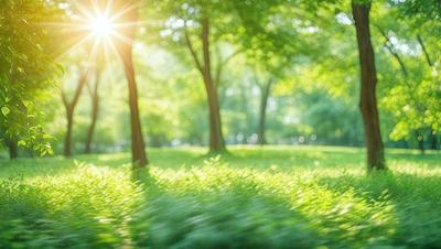 Primary subject: A lush green field with trees in the background.

Setting/background: The field is surrounded by trees, creating a serene and natural environment.

Visual style: The image is a photo of the field, capturing the vibrant colors and natural beauty of the scene.

Colors and mood: The dominant colors are green, representing the lush grass, and various shades of green from the trees. The overall atmosphere is calm, serene, and inviting.