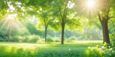 Primary subject: Trees
Setting/background: A lush green park with grass and trees
Visual style: Photo
Colors and mood: Green and serene