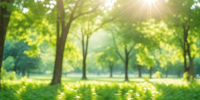 Primary subject: Trees
Setting/background: A lush green forest
Visual style: Photo
Colors and mood: Green and serene
