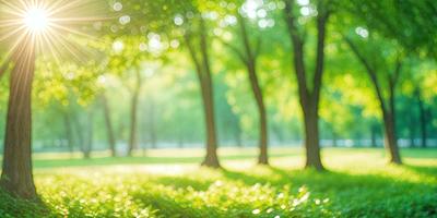 Primary subject: Trees
Setting/background: Forest
Visual style: Photo
Colors and mood: Green and serene